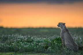 九游体育平台官网-林丹为羽球电影担任顾问兼客串，林丹的羽毛球赛