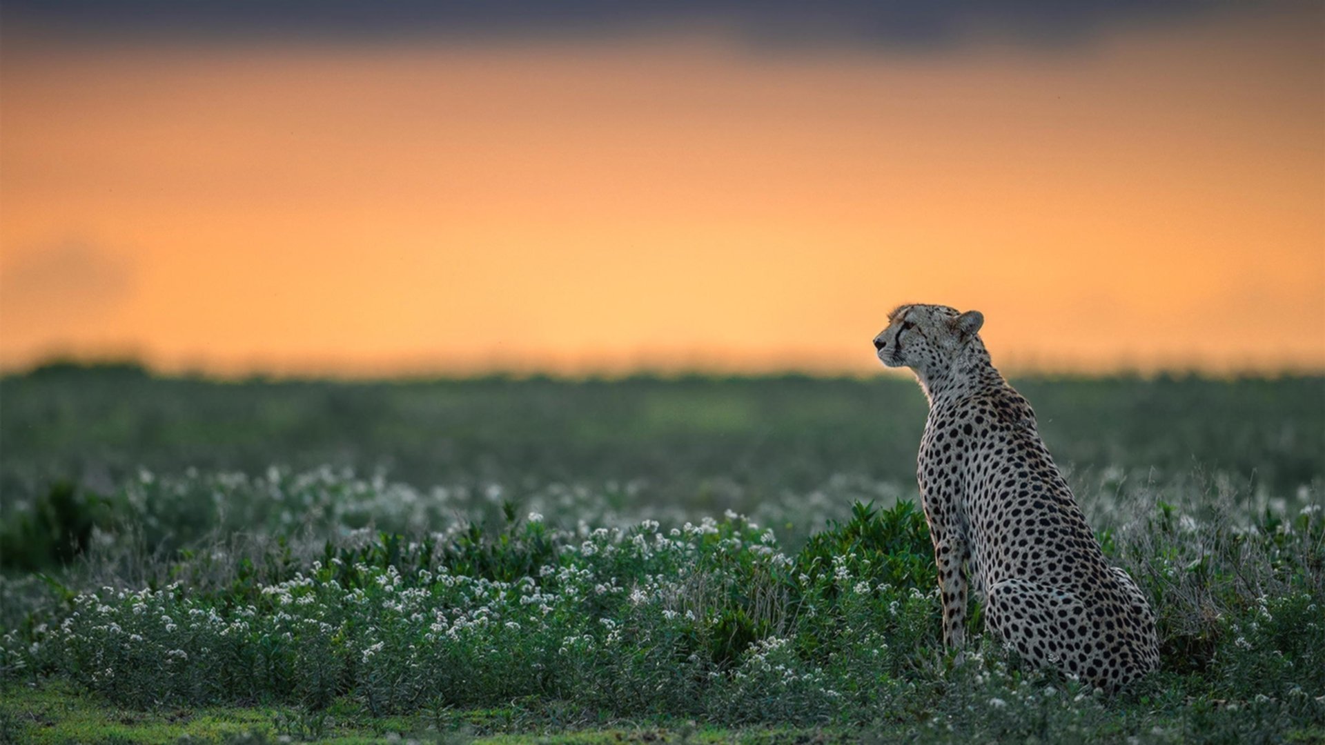 林丹为羽球电影担任顾问兼客串,林丹的羽毛球赛